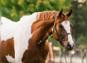 American Paint Horse, Yegua, 6 años, 165 cm, Tobiano-todas las-capas