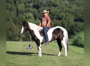 American Paint Horse, Yegua, 6 años, Pío