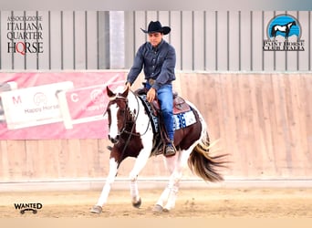 American Paint Horse, Yegua, 6 años, Tobiano-todas las-capas
