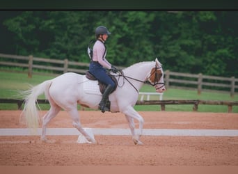 American Paint Horse, Yegua, 6 años, Tovero-todas las-capas