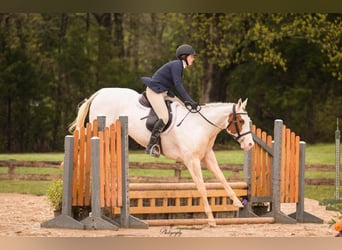 American Paint Horse, Yegua, 6 años, Tovero-todas las-capas