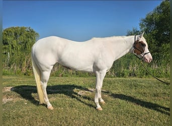 American Paint Horse, Yegua, 6 años, Tovero-todas las-capas