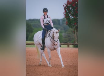 American Paint Horse, Yegua, 6 años, Tovero-todas las-capas