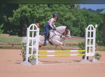 American Paint Horse, Yegua, 6 años, Tovero-todas las-capas