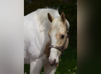 American Paint Horse, Yegua, 7 años, 148 cm, Palomino