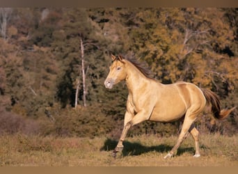 American Paint Horse, Yegua, 7 años, 150 cm, Champán