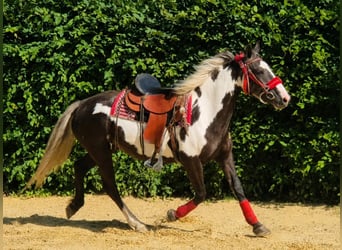 American Paint Horse, Yegua, 7 años, 150 cm, Overo-todas las-capas