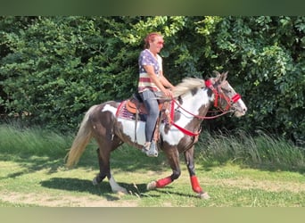 American Paint Horse, Yegua, 7 años, 150 cm, Overo-todas las-capas