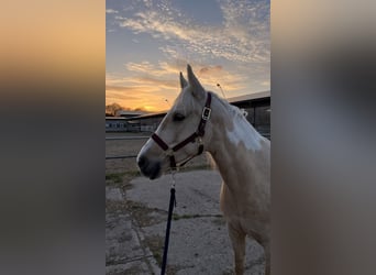American Paint Horse Mestizo, Yegua, 7 años, 150 cm, Palomino