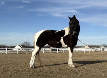 American Paint Horse, Yegua, 7 años, 150 cm, Tobiano-todas las-capas
