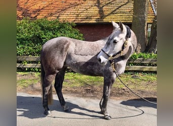 American Paint Horse, Yegua, 7 años, 150 cm, Tordo