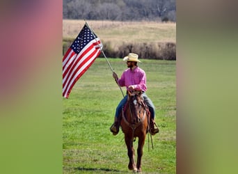 American Paint Horse, Yegua, 7 años, 152 cm, Alazán-tostado