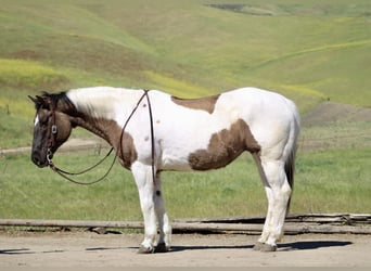 American Paint Horse, Yegua, 7 años, 152 cm, Grullo