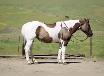 American Paint Horse, Yegua, 7 años, 152 cm, Grullo