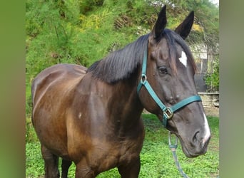 American Paint Horse, Yegua, 7 años, 163 cm, Negro