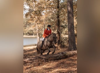 American Paint Horse, Yegua, 7 años, Grullo
