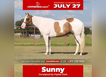 American Paint Horse, Yegua, 7 años, Pío