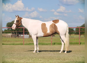 American Paint Horse, Yegua, 7 años, Pío