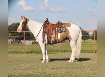American Paint Horse, Yegua, 7 años, Pío