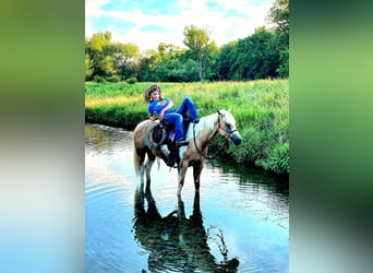 American Paint Horse, Yegua, 7 años, Pío