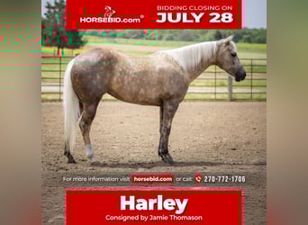 American Paint Horse, Yegua, 8 años, 142 cm, Palomino