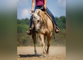 American Paint Horse, Yegua, 8 años, 142 cm, Palomino