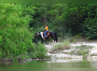 American Paint Horse, Yegua, 8 años, 142 cm, Pío