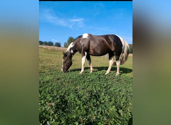 American Paint Horse, Yegua, 8 años, 145 cm, Tobiano-todas las-capas