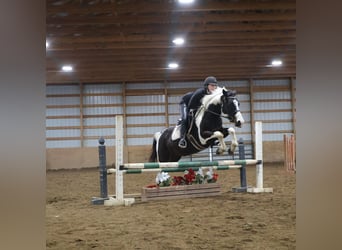 American Paint Horse, Yegua, 8 años, 147 cm