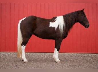 American Paint Horse, Yegua, 8 años, 147 cm, Tobiano-todas las-capas