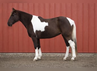 American Paint Horse, Yegua, 8 años, 147 cm, Tobiano-todas las-capas