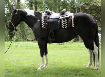 American Paint Horse, Yegua, 8 años, 148 cm, Tobiano-todas las-capas