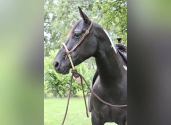 American Paint Horse, Yegua, 8 años, 148 cm, Tobiano-todas las-capas