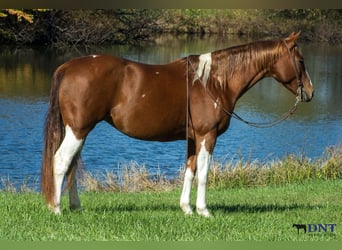 American Paint Horse, Yegua, 8 años, 150 cm, Pío