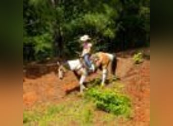 American Paint Horse, Yegua, 8 años, 150 cm, Tobiano-todas las-capas