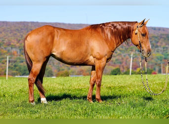 American Paint Horse, Yegua, 8 años, 152 cm, Red Dun/Cervuno