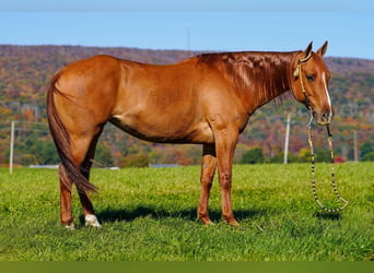 American Paint Horse, Yegua, 8 años, 152 cm, Red Dun/Cervuno