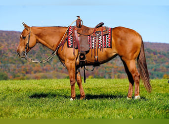 American Paint Horse, Yegua, 8 años, 152 cm, Red Dun/Cervuno