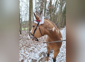 American Paint Horse, Yegua, 8 años, 154 cm, Overo-todas las-capas