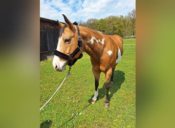 American Paint Horse, Yegua, 8 años, 154 cm, Overo-todas las-capas