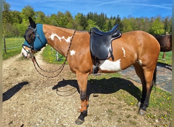 American Paint Horse, Yegua, 8 años, 154 cm, Overo-todas las-capas