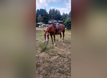 American Paint Horse, Yegua, 9 años, 143 cm, Alazán
