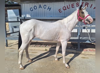 American Paint Horse Mestizo, Yegua, 9 años, 145 cm, Tobiano-todas las-capas