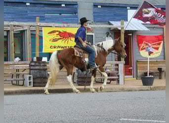 American Paint Horse, Yegua, 9 años, 150 cm, Tobiano-todas las-capas