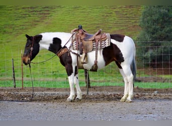 American Paint Horse, Yegua, 9 años, 150 cm, Tobiano-todas las-capas