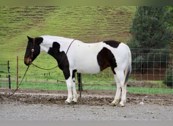 American Paint Horse, Yegua, 9 años, 150 cm, Tobiano-todas las-capas