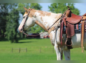 American Paint Horse, Yegua, 9 años, 152 cm, Overo-todas las-capas