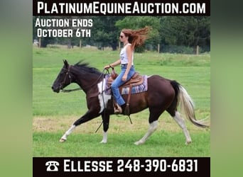 American Paint Horse, Yegua, 9 años, 152 cm, Tobiano-todas las-capas