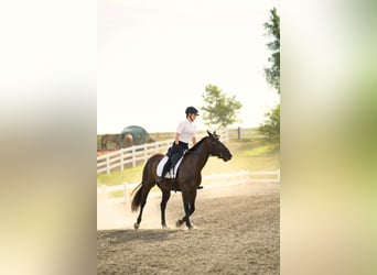American Paint Horse, Yegua, 9 años, 157 cm, Negro