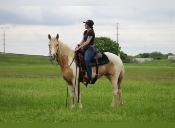 American Paint Horse, Yegua, 9 años, Palomino
